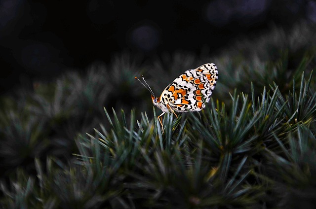 Tiragraffi in sisal naturale per gatti